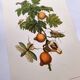Illustration vintage -  Grenadier et insectes - par Merian. Planche