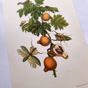 Vintage illustration - Pomegranate and insects - by Merian
