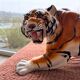 Tiger, Italian sculpture in glazed ceramic.