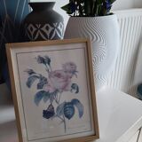 Lithograph Roses de Redouté