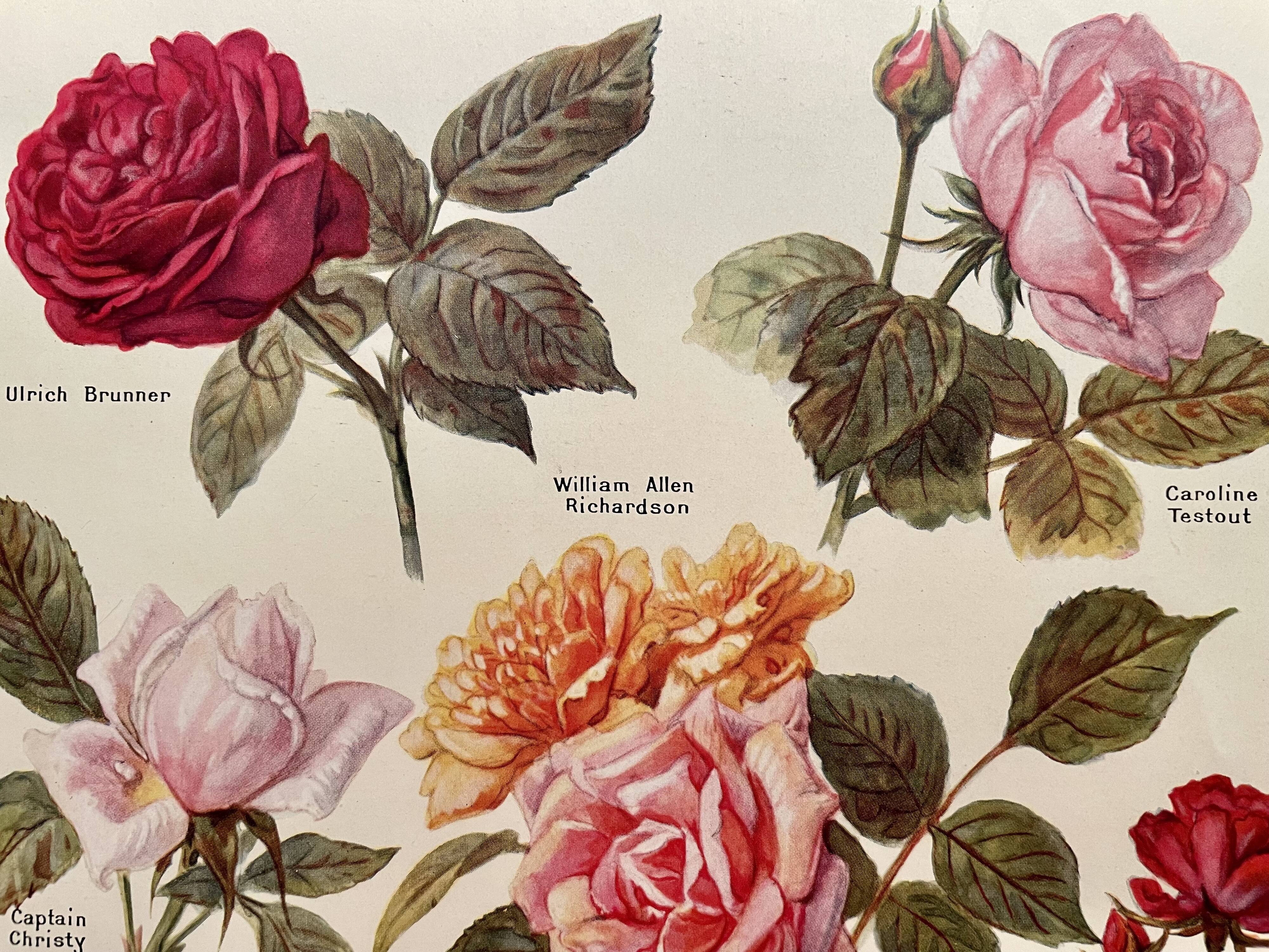 Lithograph on roses - 1920