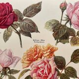 Lithograph on roses - 1920