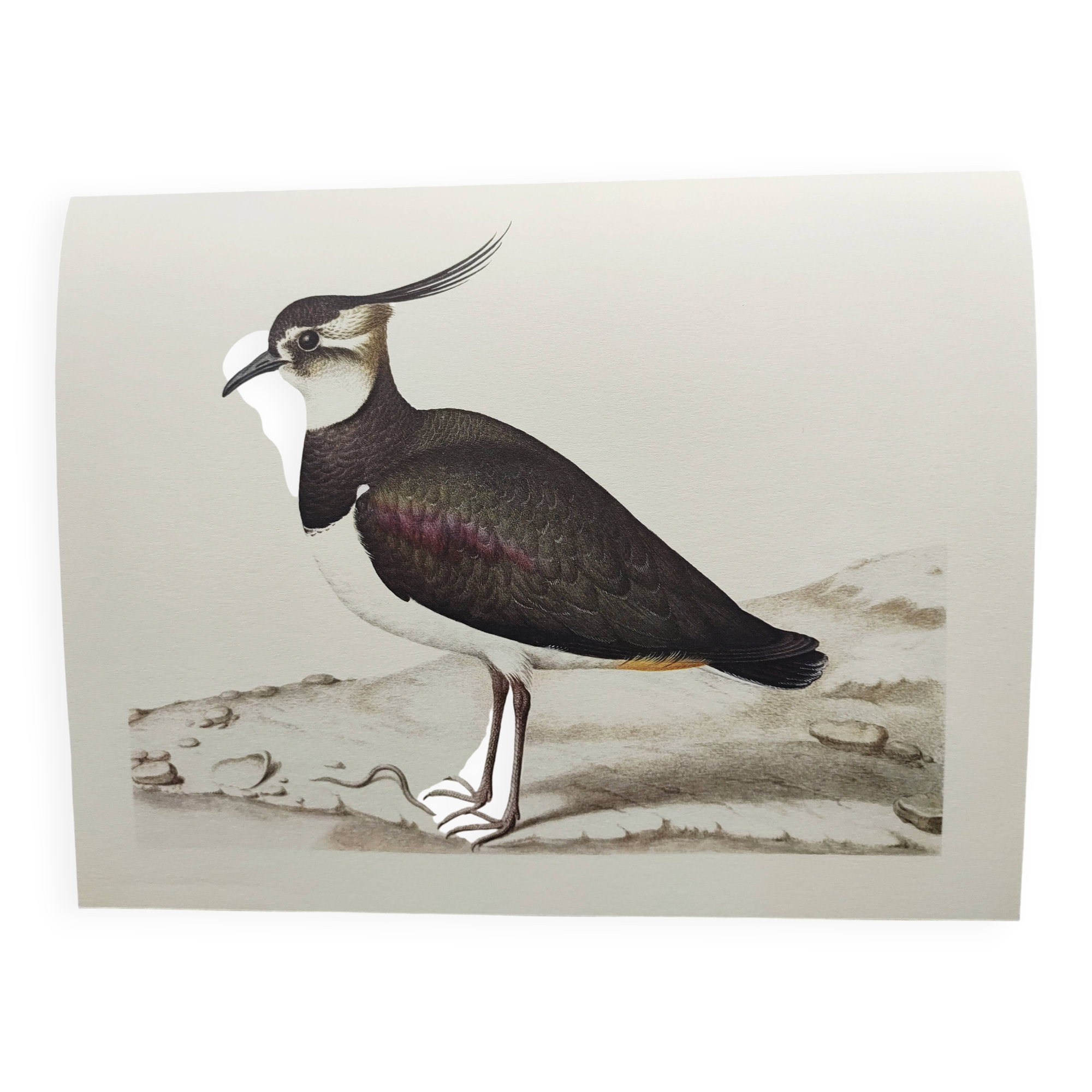 Antique bird plate - Northern Lapwing - Vintage nature illustration