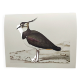 Planche oiseau ancienne -Vanneau huppé- Illustration Vintage nature