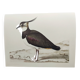 Planche oiseau ancienne -Vanneau huppé- Illustration Vintage nature
