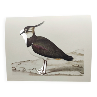 Antique bird plate - Northern Lapwing - Vintage nature illustration