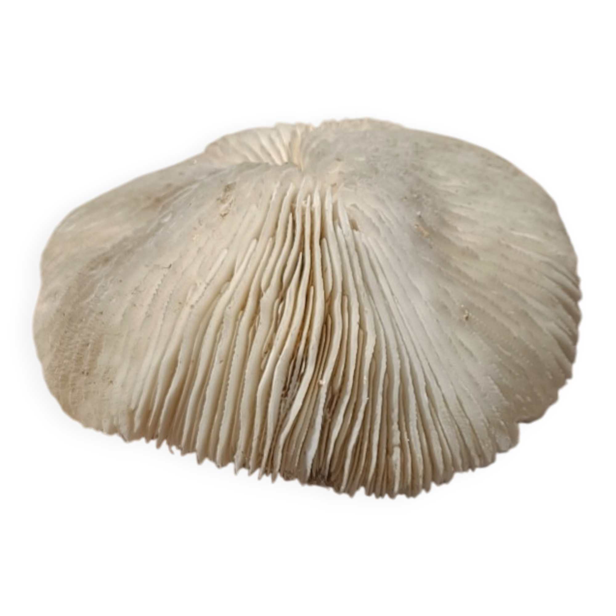 Natural white coral from the 1970s