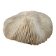 Natural white coral from the 1970s