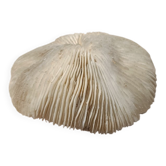 Corail blanc naturel années 70