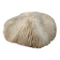 Natural white coral from the 1970s