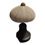 Cabinet of Curiosities sea urchin sphaerechinus granularis on base