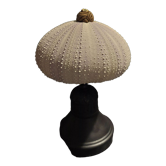 Cabinet of Curiosities sea urchin sphaerechinus granularis on base