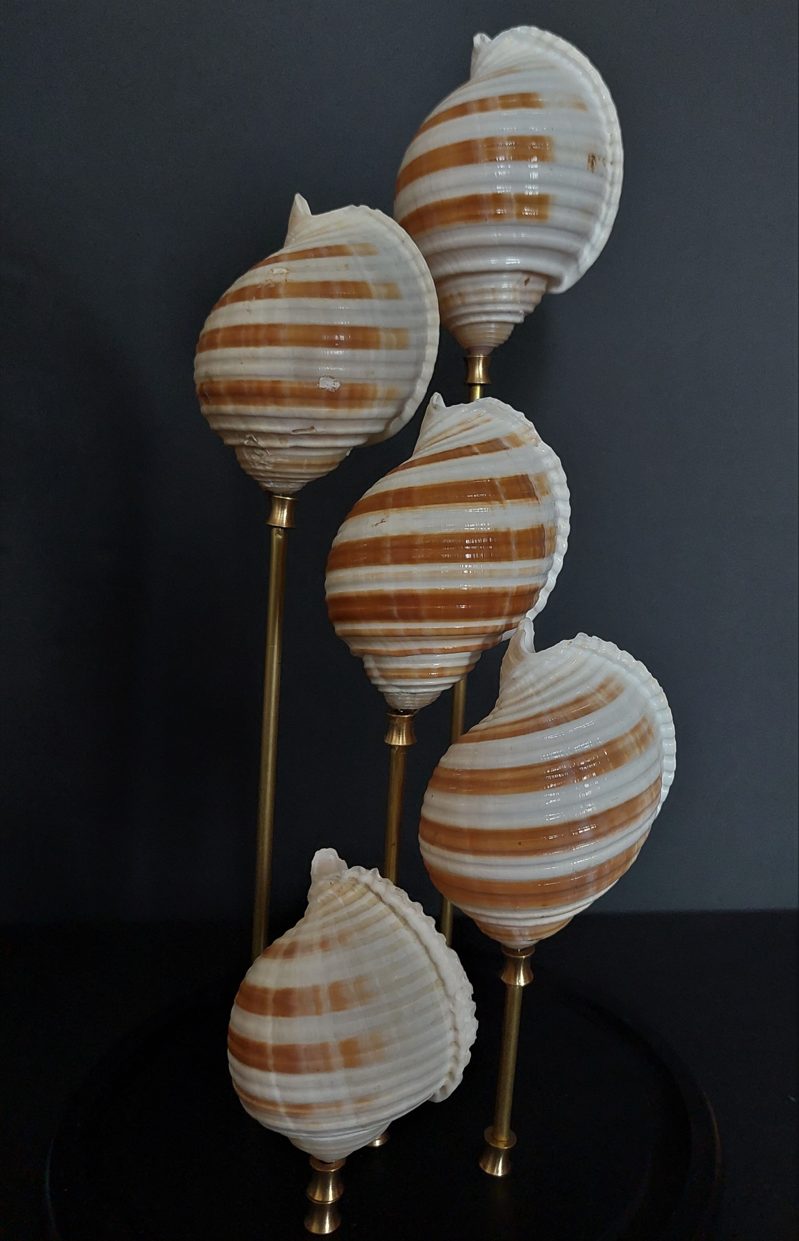Cabinet of Curiosities globe shells tonna sulcosa