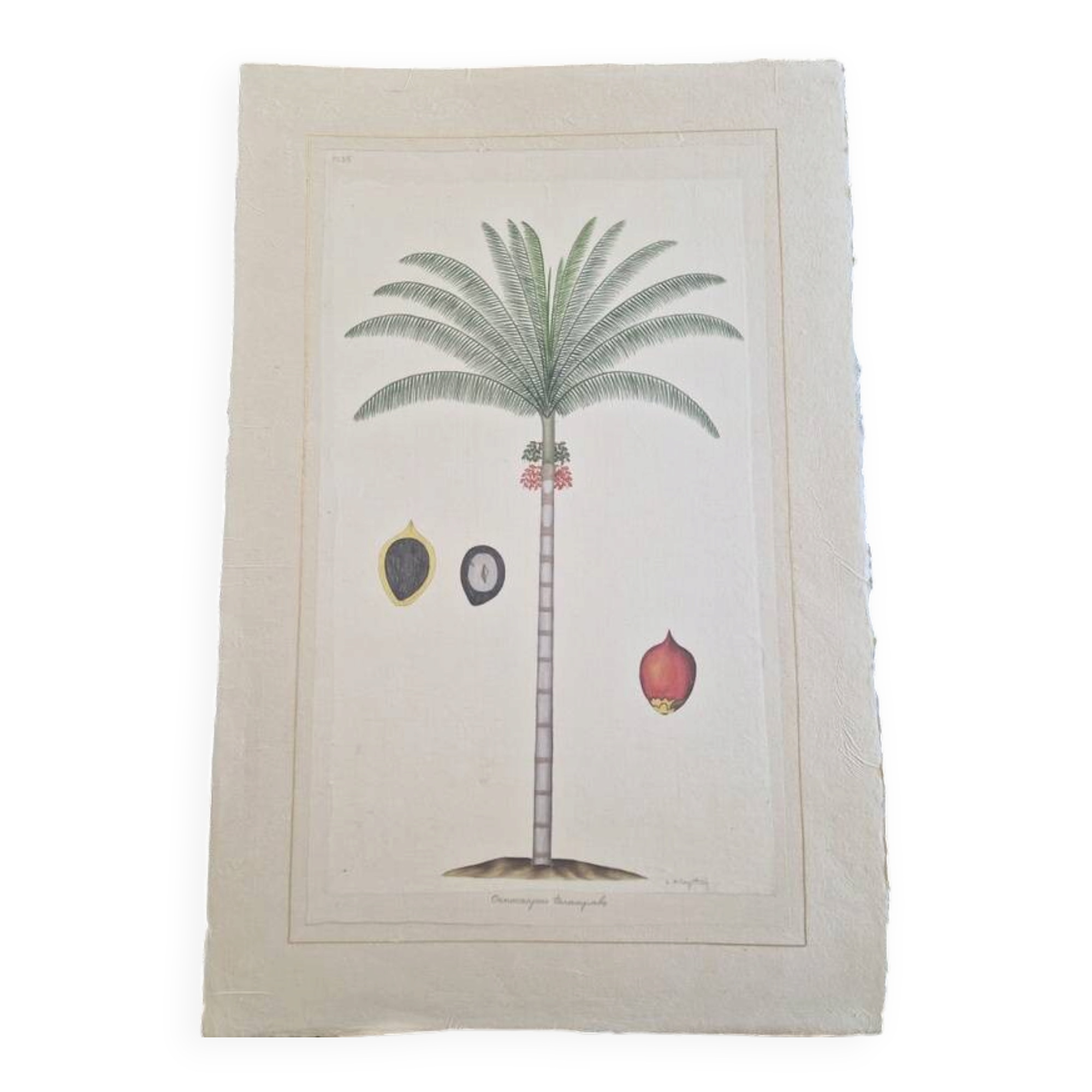 La Roche Laffitte (Born in 1943) - Watercolour drawing on silk - Palm tree