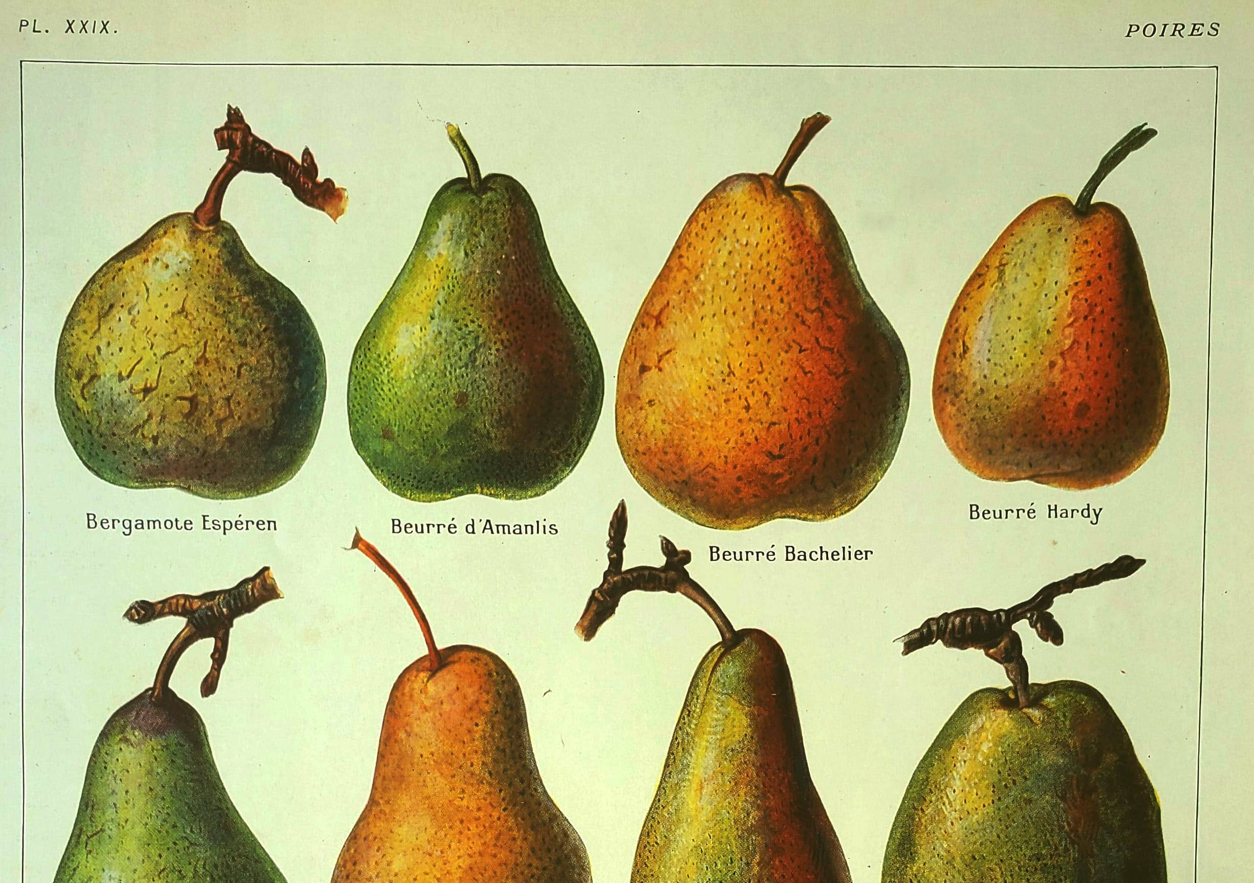 Fruit plate -1921- by Dessertenne - Orchard pear. Vintage engraving
