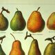 Fruit plate -1921- by Dessertenne - Orchard pear. Vintage engraving