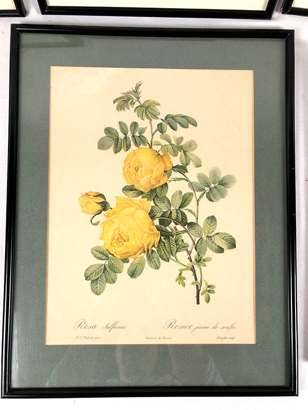 Set of six framed reproductions of roses, illustrations by P.J Dreaded