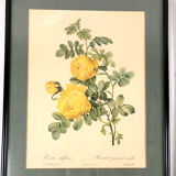 Set of six framed reproductions of roses, illustrations by P.J Dreaded