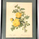 Set of six framed reproductions of roses, illustrations by P.J Dreaded