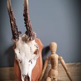 Deer Trophy 1