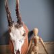 Deer Trophy 1