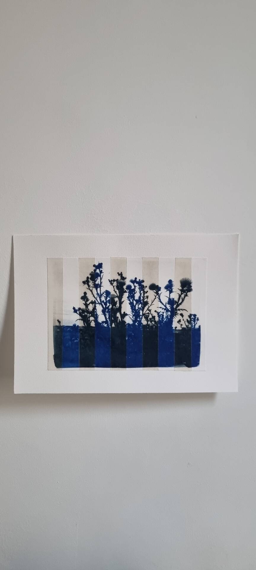 Cyanotype photo bichromy