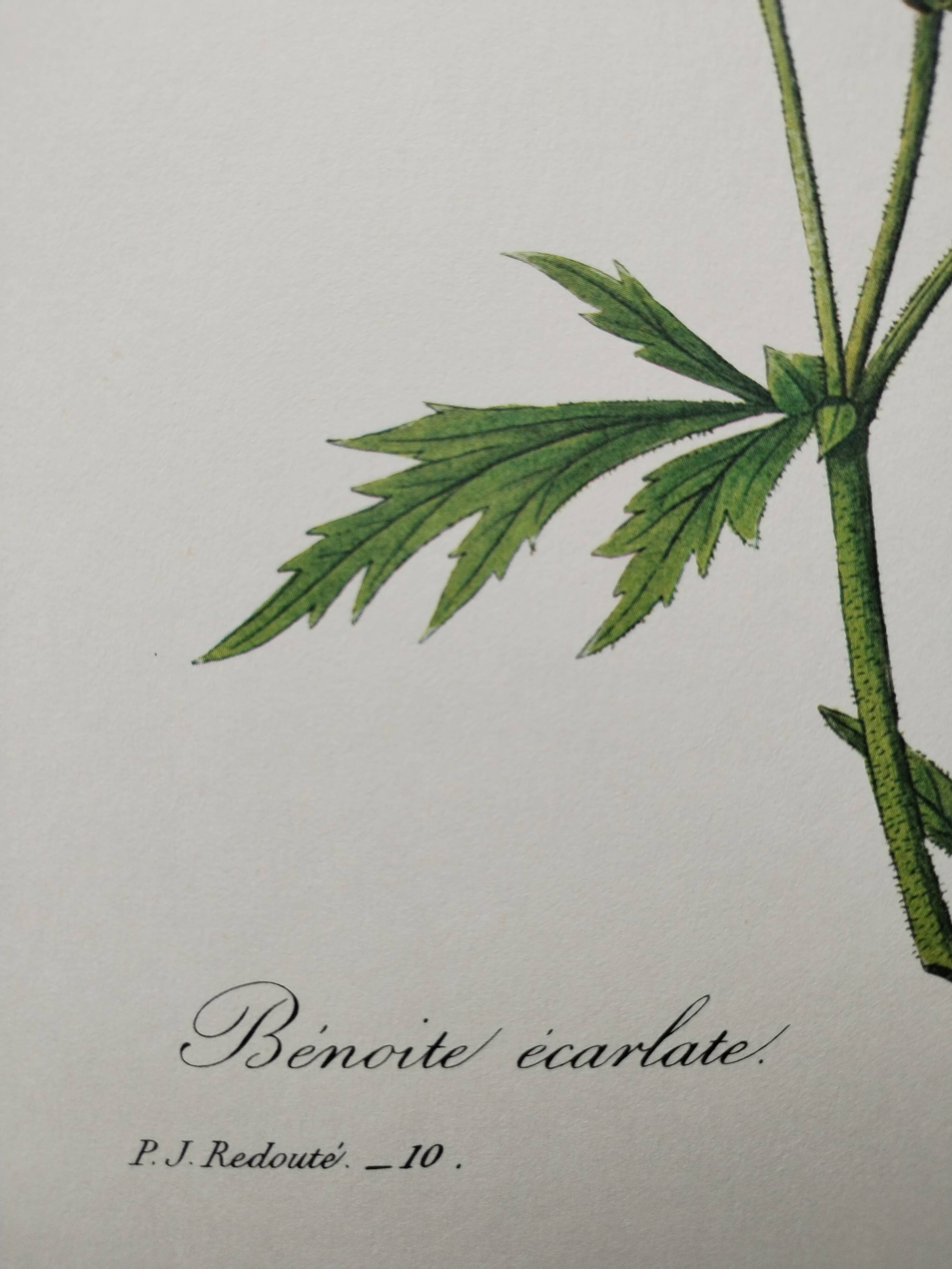 Planche illustrée originale Benoite écarlate