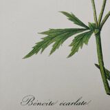 Planche illustrée originale Benoite écarlate