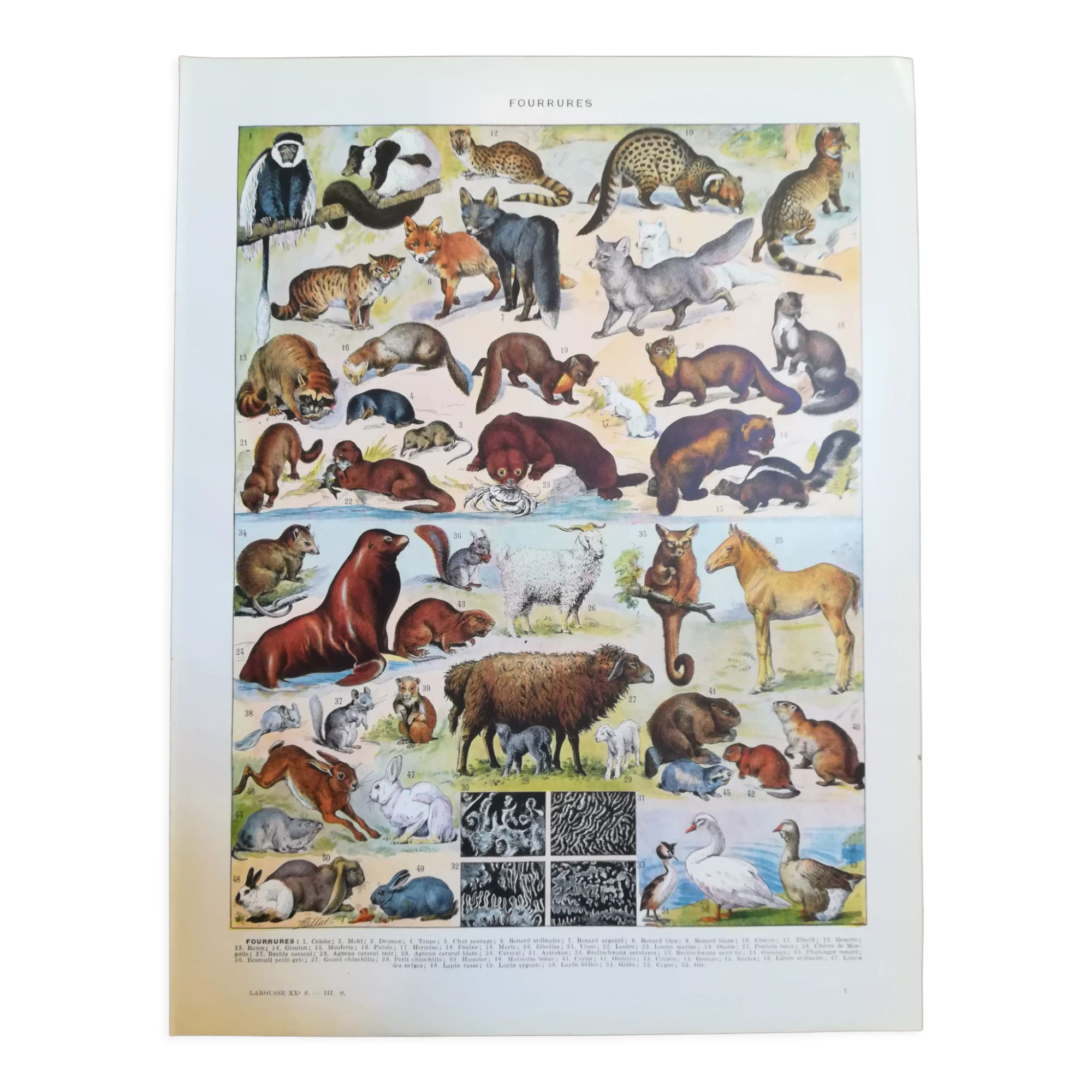 Lithograph on furbearing animals from 1928