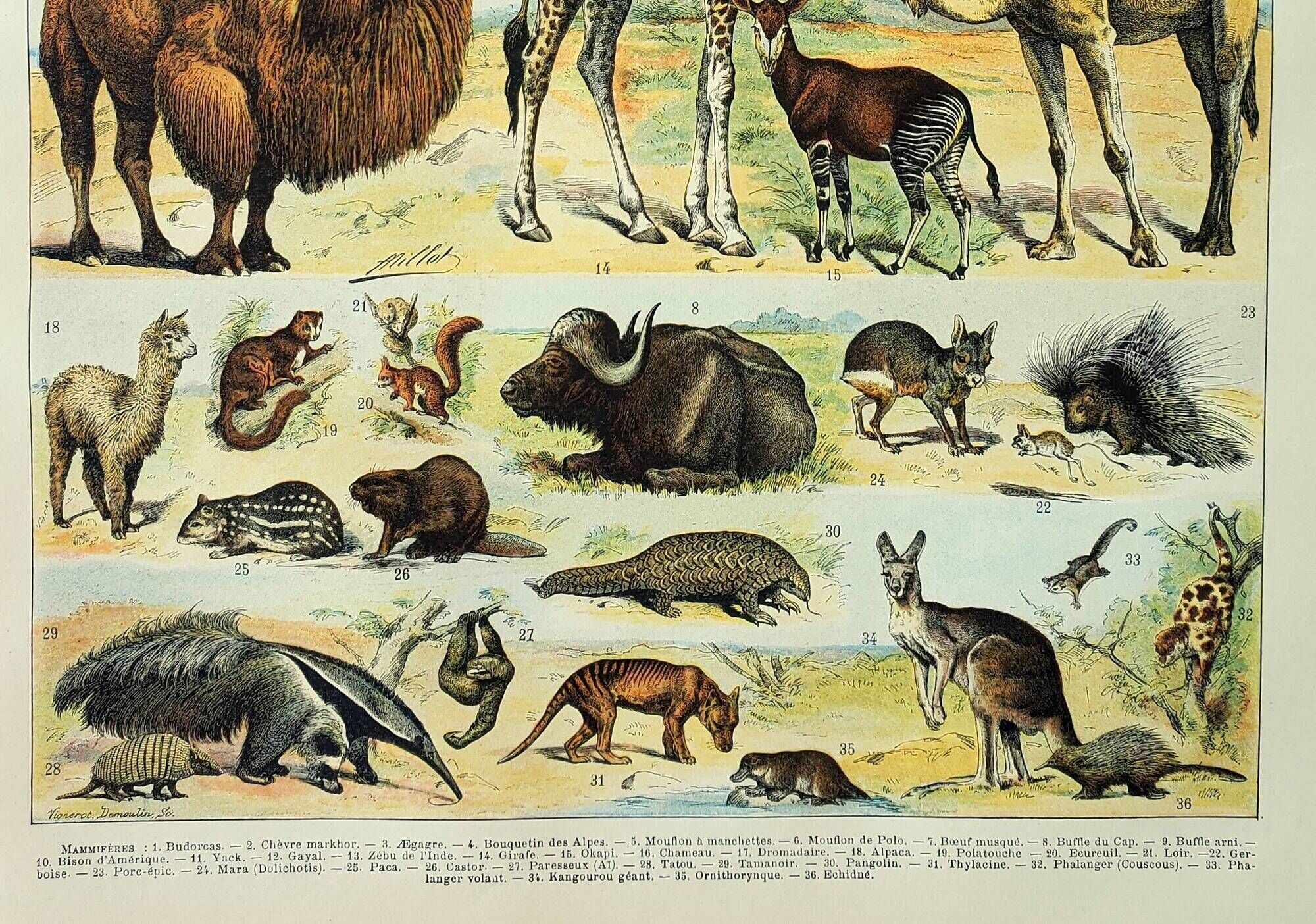 Old engraving 1898, Mammals 2, animals, zoology • Original and vintage lithograph