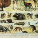 Old engraving 1898, Mammals 2, animals, zoology • Original and vintage lithograph