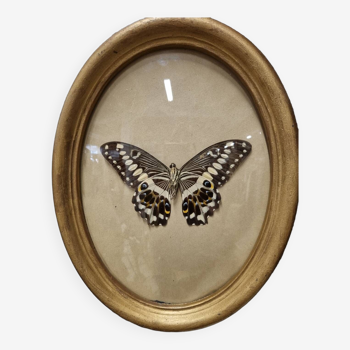 Curved butterfly frame