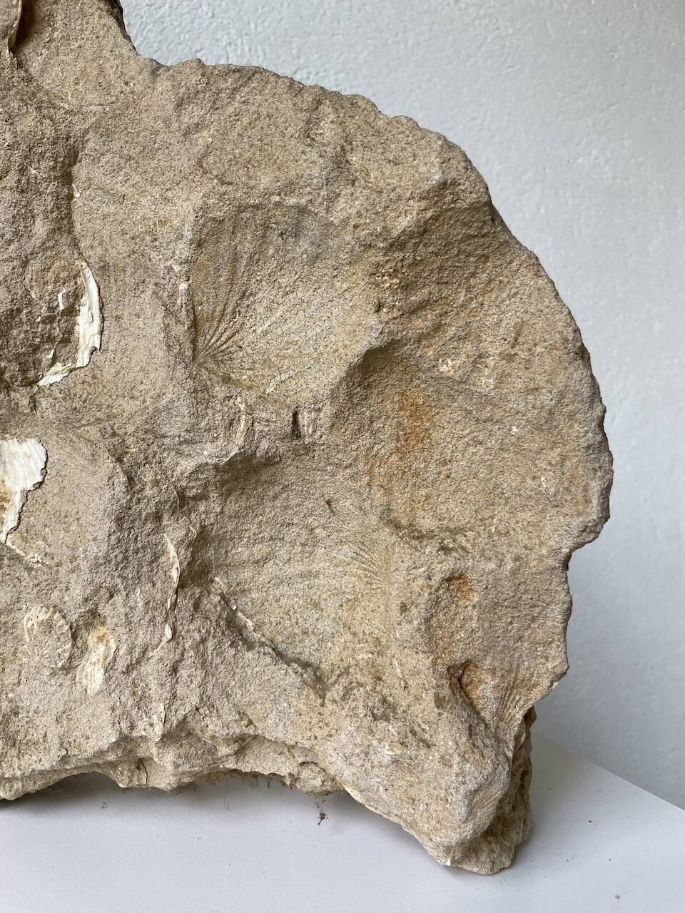 Fossil sedimentary rock and shell