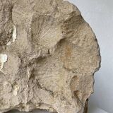 Fossil sedimentary rock and shell