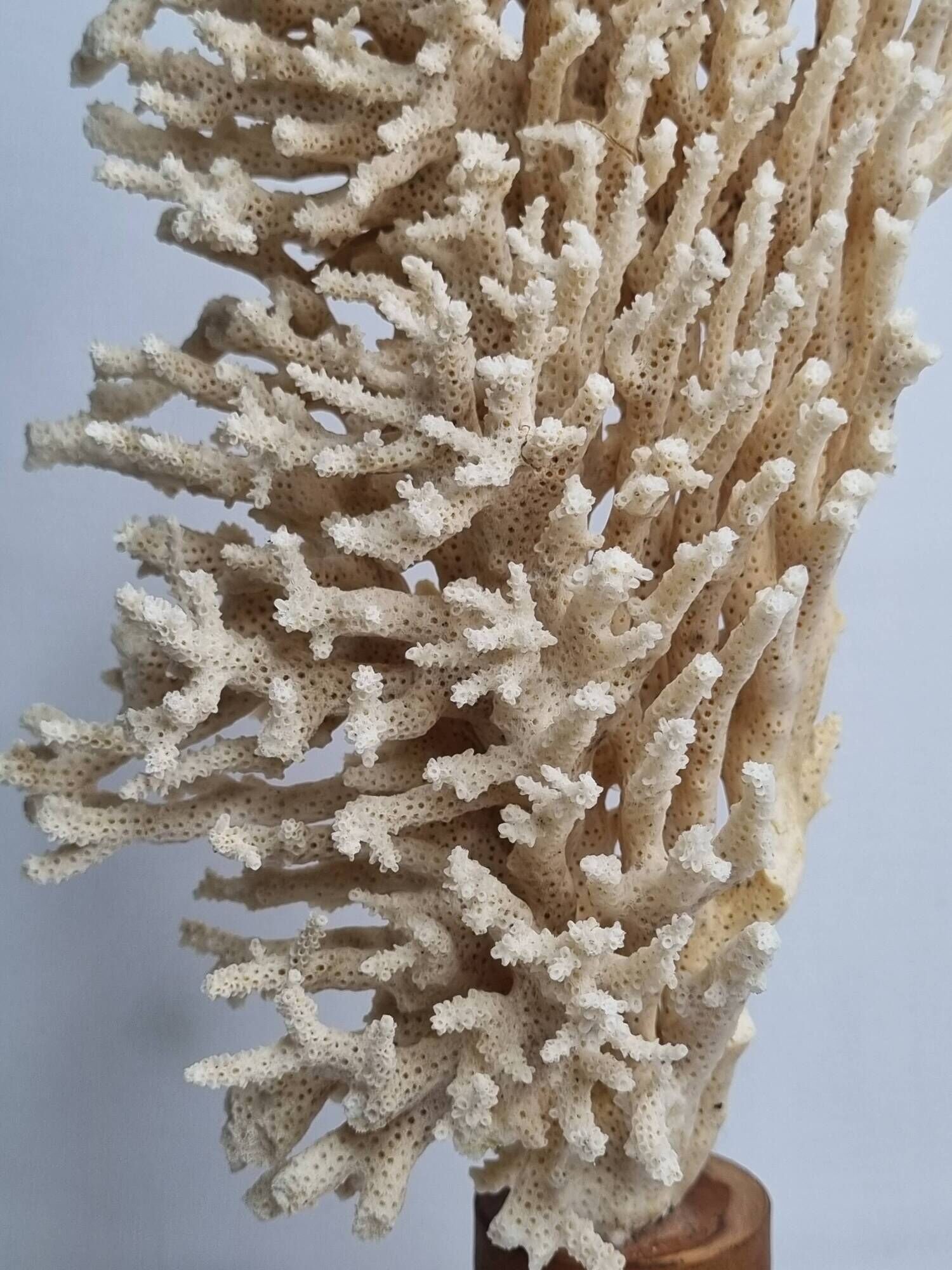 Antique natural coral on turned wooden base, 38 cm
