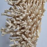 Antique natural coral on turned wooden base, 38 cm