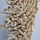Antique natural coral on turned wooden base, 38 cm
