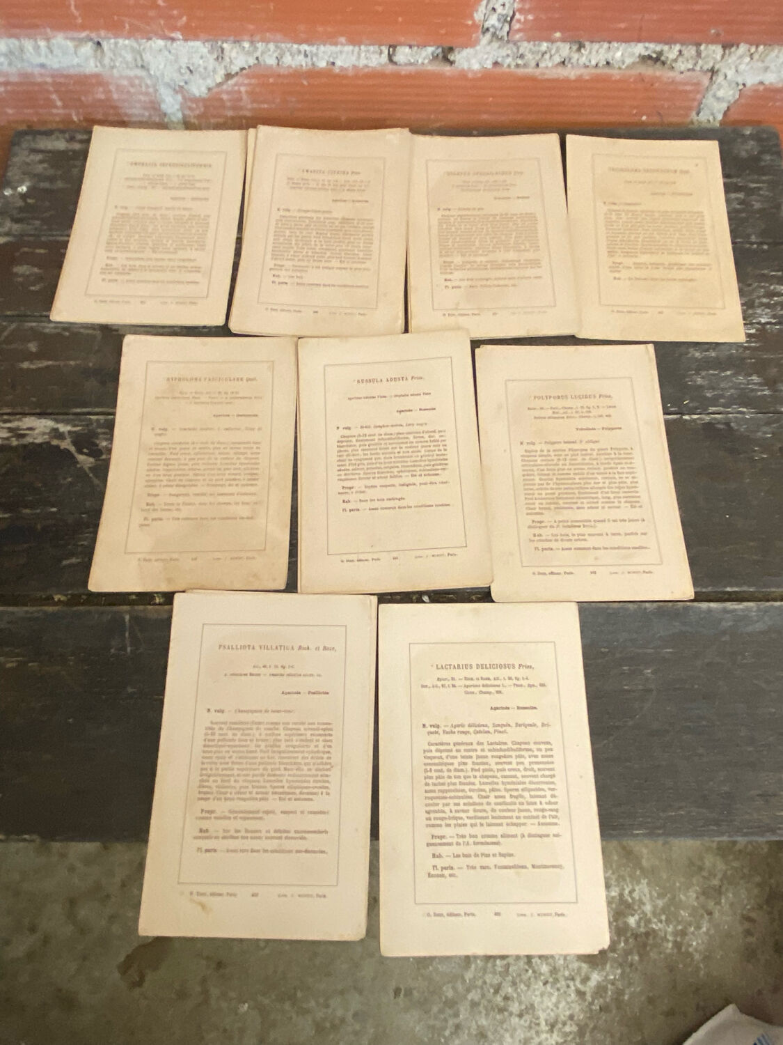 Series of 27 plates h. baillon iconography flora mushrooms vintage