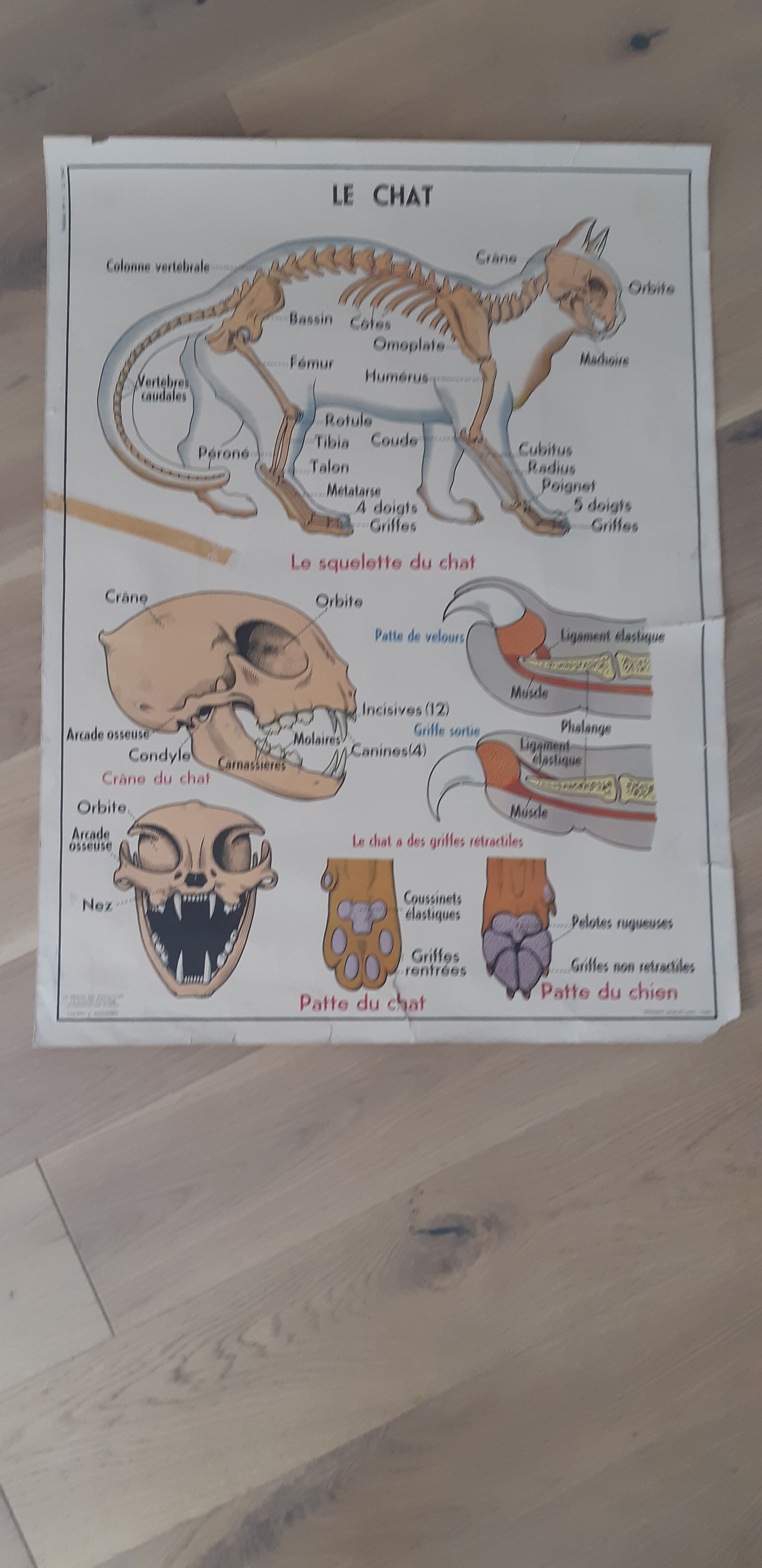 School poster pig and cat