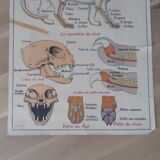 School poster pig and cat