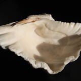 Empty pocket shell