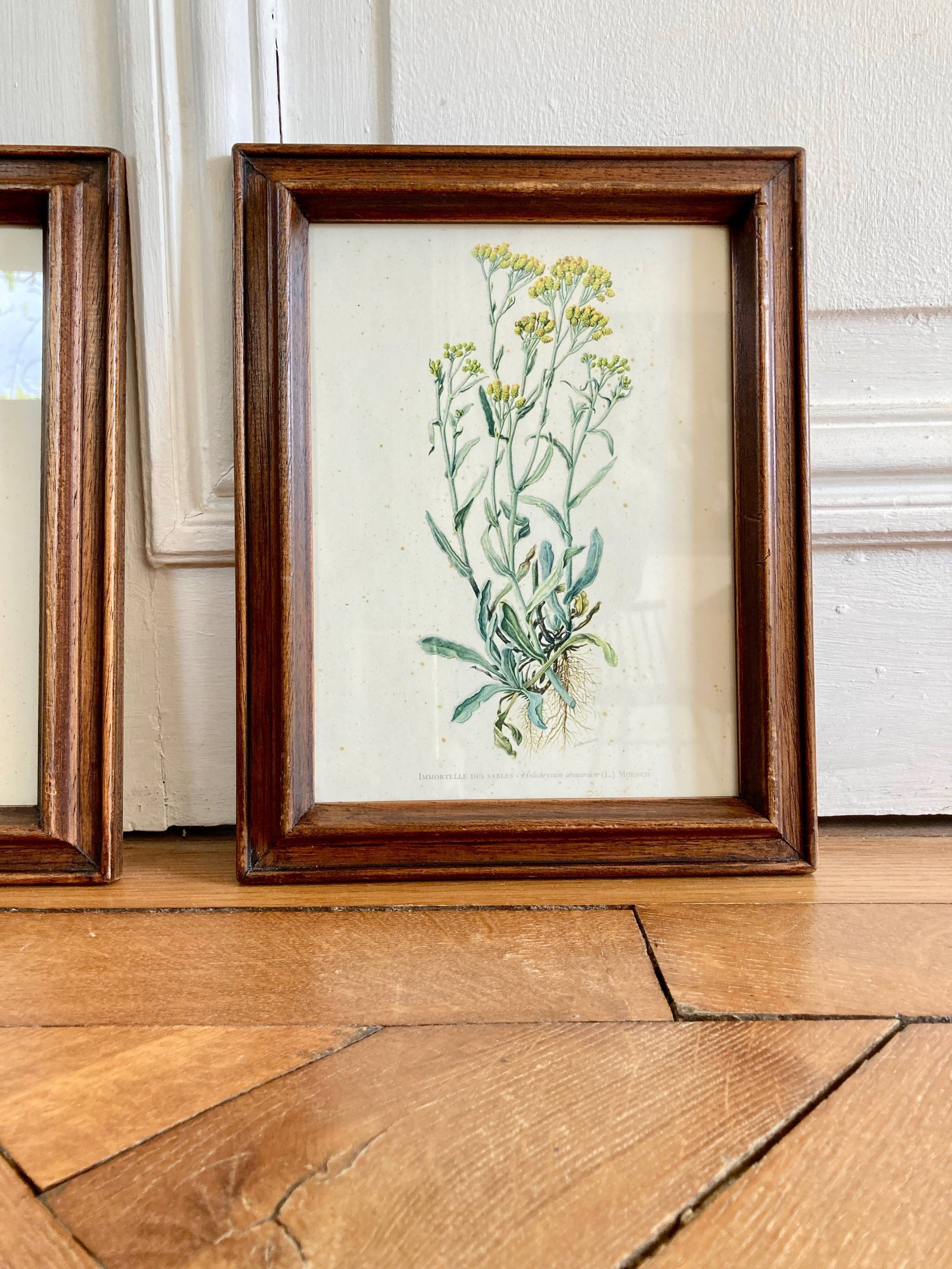 Pair of framed botanical posters