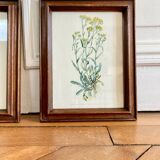 Pair of framed botanical posters