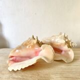 Real shell, conch, great conch