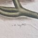La Roche Laffitte (Born in 1943) - Watercolour drawing on silk - Melon