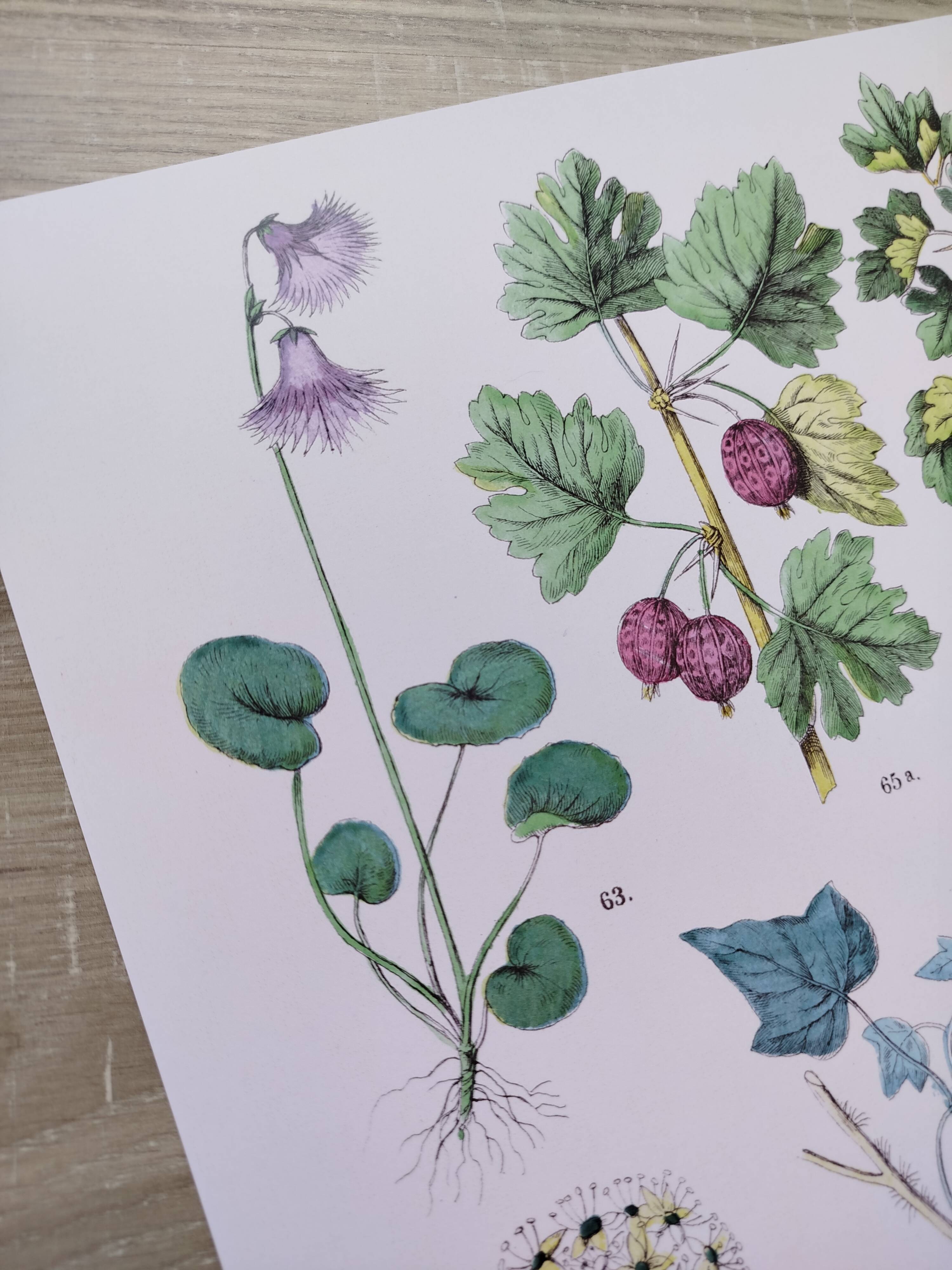 Plant poster based on an 1881 engraving "water chestnut"