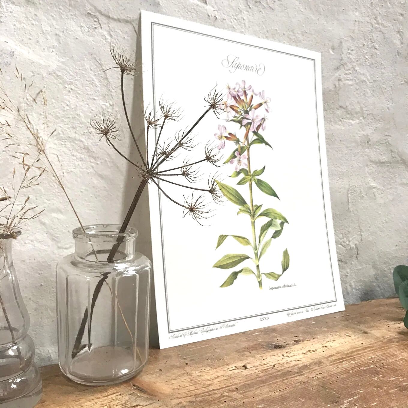 Botanical plate the Saponaire