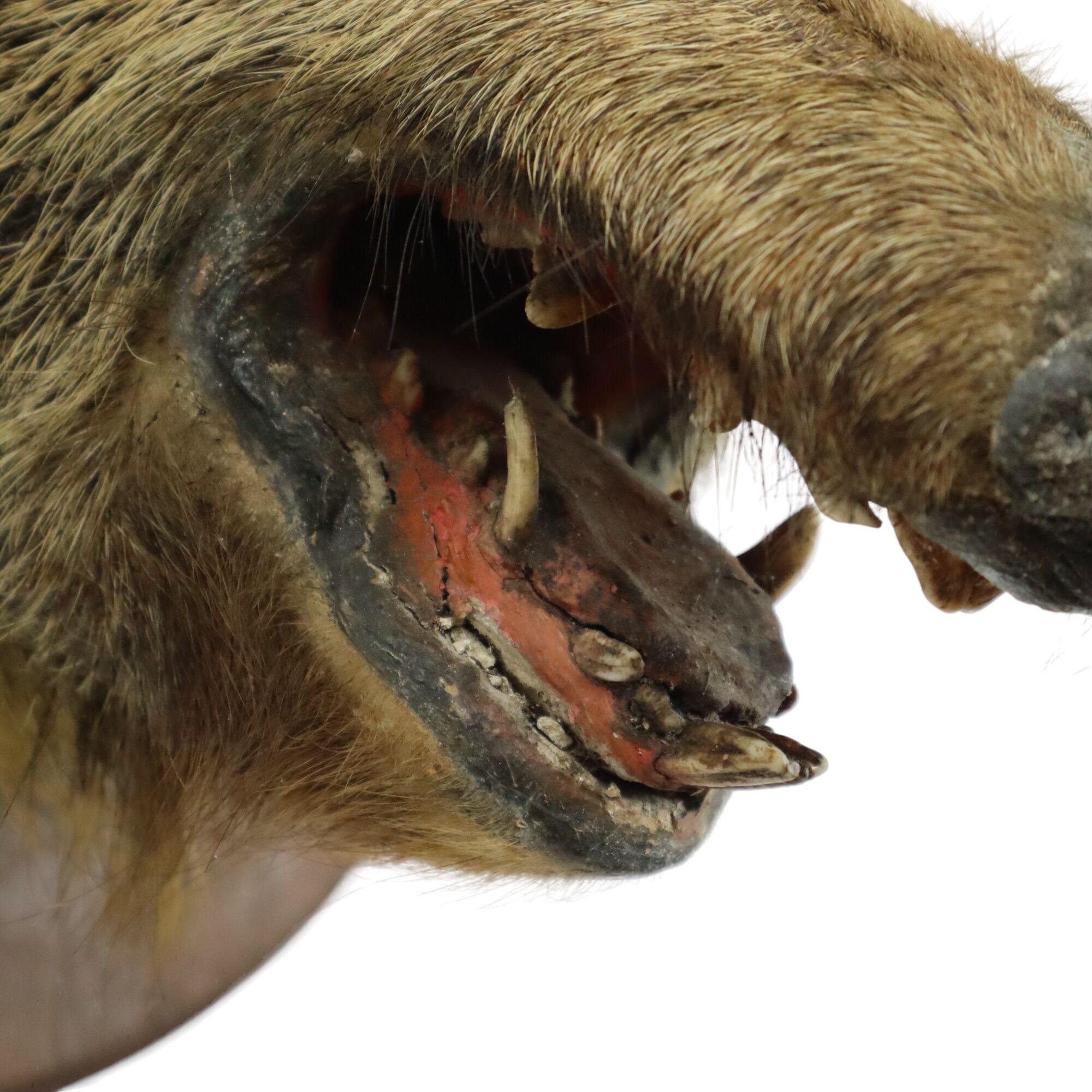 Wild boar head taxidermy wild boar bust stuffed animal 55cm