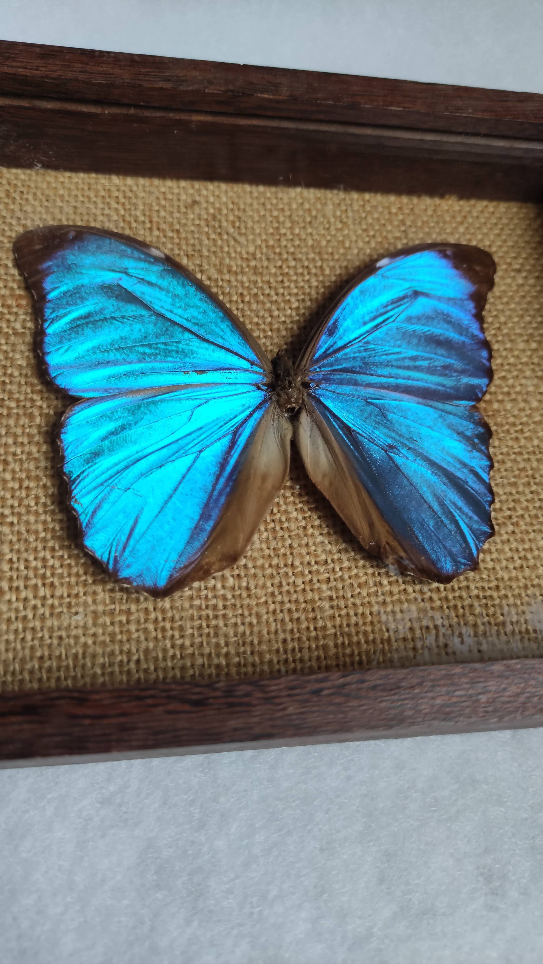 Cadre vintage d'un papillon morpho Ménélous