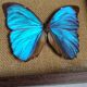 Cadre vintage d'un papillon morpho Ménélous